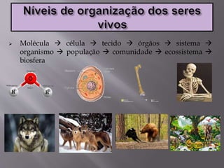  Molécula  célula  tecido  órgãos  sistema 
organismo  população  comunidade  ecossistema 
biosfera
 
