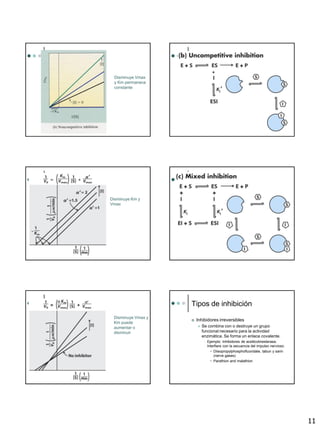 11
Disminuye Vmax
y Km permanece
constante
Disminuye Km y
Vmax
Disminuye Vmax y
Km puede
aumentar o
disminuir
Tipos de inhibición
 Inhibidores irreversibles
 Se combina con o destruye un grupo
funcional necesario para la actividad
enzimática. Se forma un enlace covalente.
• Ejemplo: Inhibidores de acetilcolinesterasa.
Interfiere con la secuencia del impulso nervioso.
• Diisopropylphosphofluoridate, tabun y sarin
(nerve gases)
• Parathion and malathion
 