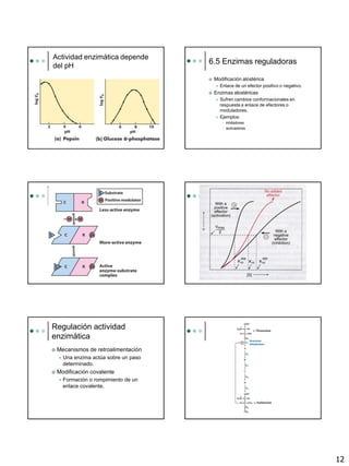 12
Actividad enzimática depende
del pH
6.5 Enzimas reguladoras
 Modificación alostérica
 Enlace de un efector positivo o negativo.
 Enzimas alostéricas
 Sufren cambios conformacionales en
respuesta a enlace de efectores o
moduladores.
 Ejemplos:
• inhibidores
• activadores
Regulación actividad
enzimática
 Mecanismos de retroalimentación
 Una enzima actúa sobre un paso
determinado.
 Modificación covalente
 Formación o rompimiento de un
enlace covalente.
 