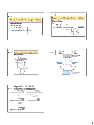 13
Regulación mediante
rompimiento proteolítico
 