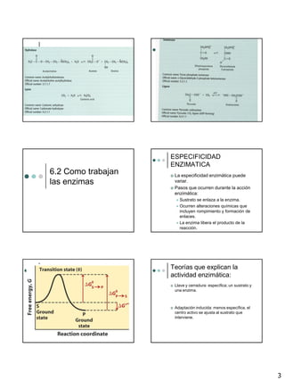 3
6.2 Como trabajan
las enzimas
ESPECIFICIDAD
ENZIMATICA
 La especificidad enzimática puede
variar.
 Pasos que ocurren durante la acción
enzimática:
 Sustrato se enlaza a la enzima.
 Ocurren alteraciones químicas que
incluyen rompimiento y formación de
enlaces.
 La enzima libera el producto de la
reacción.
Teorías que explican la
actividad enzimática:
 Llave y cerradura: específica; un sustrato y
una enzima.
 Adaptación inducida: menos específica, el
centro activo se ajusta al sustrato que
interviene.
 