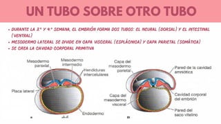 Desarrollo Embrionario del Tubo Intestinal y Cavidades Corporales ...
