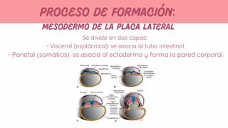 Desarrollo Embrionario del Tubo Intestinal y Cavidades Corporales ...