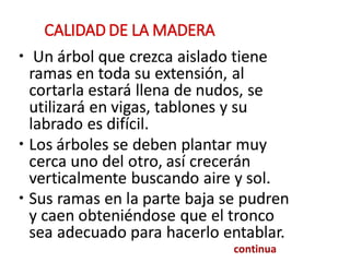 CALIDAD DE LA MADERA
• Un árbol que crezca aislado tiene
ramas en toda su extensión, al
cortarla estará llena de nudos, se
utilizará en vigas, tablones y su
labrado es difícil.
• Los árboles se deben plantar muy
cerca uno del otro, así crecerán
verticalmente buscando aire y sol.
• Sus ramas en la parte baja se pudren
y caen obteniéndose que el tronco
sea adecuado para hacerlo entablar.
continua
 