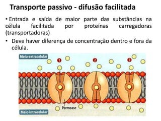 • Entrada e saída de maior parte das substâncias na
célula facilitada por proteínas carregadoras
(transportadoras)
• Deve haver diferença de concentração dentro e fora da
célula.
Transporte passivo - difusão facilitada
 