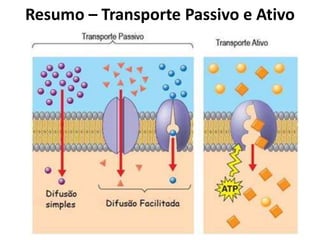 Resumo – Transporte Passivo e Ativo
 