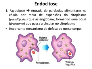 1. Fagocitose  entrada de partículas alimentares na
célula por meio de expansões do citoplasma
(pseudópodes) que as englobam, formando uma bolsa
(fagossomo) que passa a circular no citoplasma
• Importante mecanismo de defesa do nosso corpo.
Endocitose
 