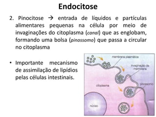 2. Pinocitose  entrada de líquidos e partículas
alimentares pequenas na célula por meio de
invaginações do citoplasma (canal) que as englobam,
formando uma bolsa (pinossomo) que passa a circular
no citoplasma
Endocitose
• Importante mecanismo
de assimilação de lipídios
pelas células intestinais.
 