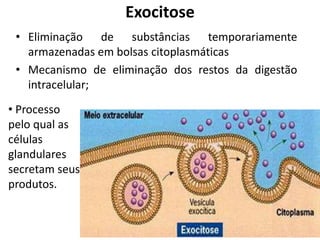 • Eliminação de substâncias temporariamente
armazenadas em bolsas citoplasmáticas
• Mecanismo de eliminação dos restos da digestão
intracelular;
Exocitose
• Processo
pelo qual as
células
glandulares
secretam seus
produtos.
 