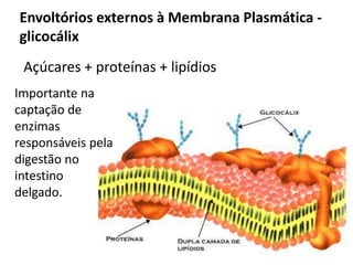 Açúcares + proteínas + lipídios
Envoltórios externos à Membrana Plasmática -
glicocálix
Importante na
captação de
enzimas
responsáveis pela
digestão no
intestino
delgado.
 