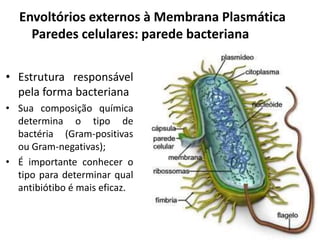 • Estrutura responsável
pela forma bacteriana
• Sua composição química
determina o tipo de
bactéria (Gram-positivas
ou Gram-negativas);
• É importante conhecer o
tipo para determinar qual
antibiótibo é mais eficaz.
Envoltórios externos à Membrana Plasmática
Paredes celulares: parede bacteriana
 