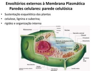 • Sustentação esquelética das plantas
• celulose, lignina e suberina;
• rigidez e organização interna
Envoltórios externos à Membrana Plasmática
Paredes celulares: parede celulósica
 