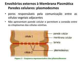 • poros responsáveis pela comunicação entre as
células vegetais adjacentes
• Não apresentam parede celular e permitem a conexão entre
os citoplasmas das células vizinhas.
Envoltórios externos à Membrana Plasmática
Paredes celulares: plasmodesmos
 