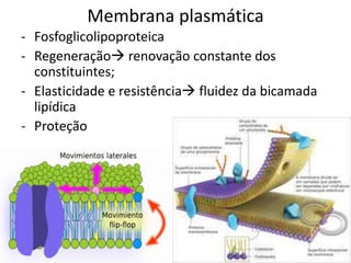 - Fosfoglicolipoproteica
- Regeneração renovação constante dos
constituintes;
- Elasticidade e resistência fluidez da bicamada
lipídica
- Proteção
Membrana plasmática
 