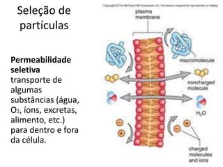 Permeabilidade
seletiva
transporte de
algumas
substâncias (água,
O2, íons, excretas,
alimento, etc.)
para dentro e fora
da célula.
Seleção de
partículas
 