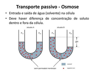 Transporte passivo - Osmose
• Entrada e saída de água (solvente) na célula
• Deve haver diferença de concentração de soluto
dentro e fora da célula.
 