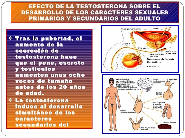 Las revocaciones de los hombres que han aumentado el pene