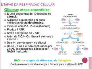 ETAPAS DA RESPIRAÇÃO CELULAR
Glicose: etapa anaeróbica
 É uma sequencia de 10 reações no
citosol.
 A glicose é quebrada em duas
moléculas de ácido pirúvico.
 Inicia-se com 2 ATP (investimento)
 Produz 4 ATP,
 Saldo energético de 2 ATP
 Além de 2 C3H4O3, libera 4 elétrons e
4 íons H+
 Dois H+ permanecem no citosol
 Dois H+ e os 4 e- são capturados por
2 NAD (oxidada) que passa a ser
NADH (reduzida)
NAD+ → aceptor de elétrons ou de hidrogênio
Captura elétrons de alta energia e fornece para a sítese do ATP.
 
