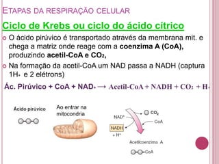 ETAPAS DA RESPIRAÇÃO CELULAR
Ciclo de Krebs ou ciclo do ácido cítrico
 O ácido pirúvico é transportado através da membrana mit. e
chega a matriz onde reage com a coenzima A (CoA),
produzindo acetil-CoA e CO2,
 Na formação da acetil-CoA um NAD passa a NADH (captura
1H+ e 2 elétrons)
Ác. Pirúvico + CoA + NAD+ → Acetil-CoA + NADH + CO2 + H+
Ao entrar na
mitocondria
 