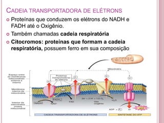 CADEIA TRANSPORTADORA DE ELÉTRONS
 Proteínas que conduzem os elétrons do NADH e
FADH até o Oxigênio.
 Também chamadas cadeia respiratória
 Citocromos: proteínas que formam a cadeia
respiratória, possuem ferro em sua composição
 
