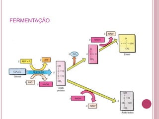 FERMENTAÇÃO
 