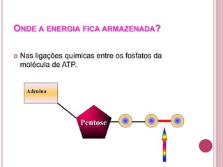 ONDE A ENERGIA FICA ARMAZENADA?
 Nas ligações químicas entre os fosfatos da
molécula de ATP.
Adenina
Pentose
 