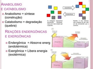 ANABOLISMO
E CATABOLISMO
 Anabolismo = síntese
(construção)
 Catabolismo = degradação
(quebra)
REAÇÕES ENDERGÔNICAS
E EXERGÔNICAS
 Endergônica = Absorve energia
(endotérmica)
 Exergônica = Libera energia
(exotérmica)
 