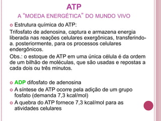 ATP
A “MOEDA ENERGÉTICA” DO MUNDO VIVO
 Estrutura química do ATP:
Trifosfato de adenosina, captura e armazena energia
liberada nas reações celulares exergônicas, transferindo-
a. posteriormente, para os processos celulares
endergônicos.
Obs.: o estoque de ATP em uma única célula é da ordem
de um bilhão de moléculas, que são usadas e repostas a
cada dois ou três minutos.
 ADP difosfato de adenosina
 A síntese de ATP ocorre pela adição de um grupo
fosfato (demanda 7,3 kcal/mol)
 A quebra do ATP fornece 7,3 kcal/mol para as
atividades celulares
 