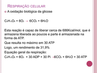 RESPIRAÇÃO CELULAR
 A oxidação biológica da glicose
C6H12O6 + 6O2 6CO2 + 6H2O
Esta reação é capaz de liberar cerca de 686Kcal/mol, que é
armazena liberada ao poucos e parte é armazenada na
forma de ATP.
Que resulta no máximo em 30 ATP
Logo, um rendimento de 31,9%
Equação geral da respiração:
C6H12O6 + 6O2 + 30 ADP + 30 Pi 6CO2 + 6H2O + 30 ATP
 