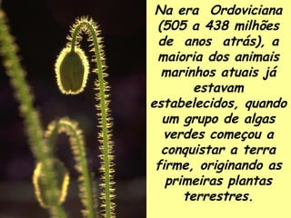 Na era  Ordoviciana (505 a 438 milhões de  anos  atrás), a maioria dos animais marinhos atuais já estavam estabelecidos, quando um grupo de algas verdes começou a conquistar a terra firme, originando as primeiras plantas terrestres. 