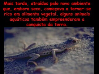 Mais tarde, atraídos pelo novo ambiente que, embora seco, começava a tornar-se rico em alimento vegetal, alguns animais aquáticos também empreenderam a conquista da terra. 