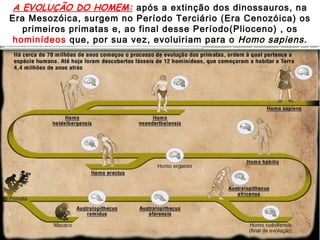 A EVOLUÇÃO DO HOMEM:   após a extinção dos dinossauros, na Era Mesozóica, surgem no Período Terciário (Era Cenozóica) os primeiros primatas e, ao final desse Período(Plioceno) , os  hominídeos  que, por sua vez, evoluiriam para o  Homo sapiens. 