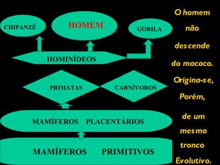 O homem  não  descende  do macaco.  Origina-se, Porém,  de um mesmo tronco  Evolutivo. MAMÍFEROS  PRIMITIVOS MAMÍFEROS  PLACENTÁRIOS PRIMATAS CARNÍVOROS HOMINÍDEOS HOMEM GORILA CHIPANZÉ 