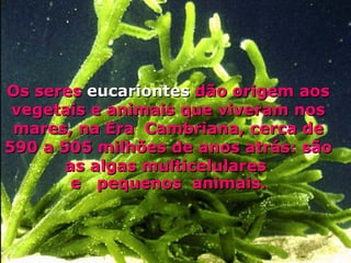 Os seres  eucariontes  dão origem aos vegetais e animais que viveram nos mares, na Era  Cambriana, cerca de 590 a 505 milhões de anos atrás: são  as algas multicelulares  e  pequenos  animais. 
