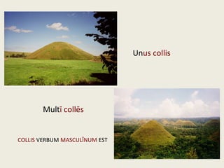 Unus collis
Multī collēs
COLLIS VERBUM MASCULĪNUM EST
 