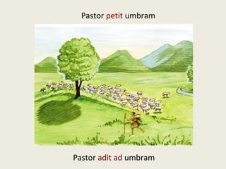 Pastor petit umbram
Pastor adit ad umbram
 