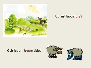 Ubi est lupus ipse?
Ovis lupum ipsum videt
 