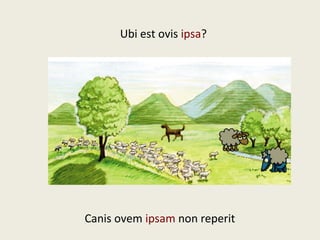 Ubi est ovis ipsa?
Canis ovem ipsam non reperit
 