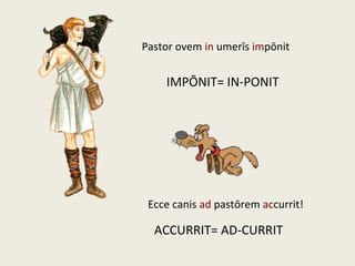 Pastor ovem in umerīs impōnit
Ecce canis ad pastōrem accurrit!
ACCURRIT= AD-CURRIT
IMPŌNIT= IN-PONIT
 