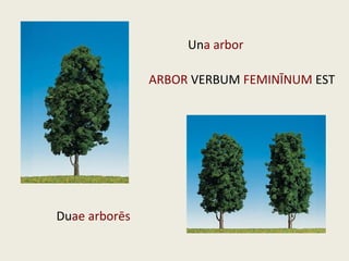 Una arbor
Duae arborēs
ARBOR VERBUM FEMINĪNUM EST
 