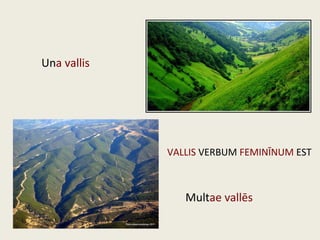 Una vallis
Multae vallēs
VALLIS VERBUM FEMINĪNUM EST
 