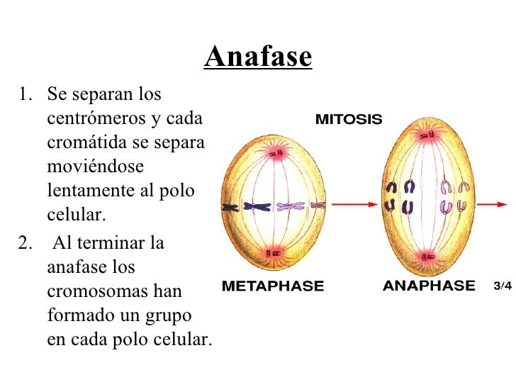 mitosis anafase mitosis mitosis anafase mitosis
