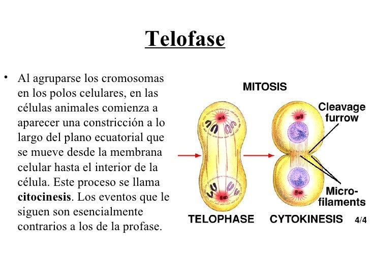 mitosis anafase mitosis mitosis anafase mitosis
