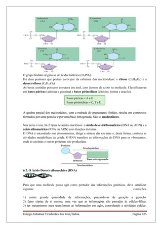 Colégio Estadual Tiradentes-Rio Real/Bahia. Página 325
O grupo fosfato origina-se do ácido fosfórico (H3PO4).
Há duas pentoses que podem participar da estrutura dos nucleotídeos: a ribose (C5H10O5) e a
desoxirribose (C5H10O4).
As bases azotadas possuem estrutura em anel, com átomos de azoto na molécula. Classificam-se
em bases púricas (adenina e guanina) e bases pirimídicas (citosina, timina e uracila).
A quebra parcial dos nucleotídeos, com a retirada do grupamento fosfato, resulta em compostos
formados por uma pentose e por uma base nitrogenada. São os nucleotídeos.
Nos seres vivos, há 2 tipos de ácidos nucléicos: o ácido desoxirribonucleico (DNA ou ADN) e o
ácido ribonucléico (RNA ou ARN) com funções distintas.
O DNA é encontrado nos cromossomas, dirige a síntese das enzimas e, desta forma, controla as
atividades metabólicas da célula. O RNA transfere as informações do DNA para os ribossomos,
onde as enzimas e outras proteínas são produzidas.
6.2. O Ácido Desoxirribonucleico (DNA)
Para que uma molécula possa agir como portador das informações genéticas, deve satisfazer
algumas condições.
1) conter grande quantidade de informações, passando-as de geração a geração.
2) fazer cópias de si mesma, uma vez que as informações são passadas às células-filhas.
3) ter mecanismos para transformar as informações em ação, controlando a atividade celular.
 