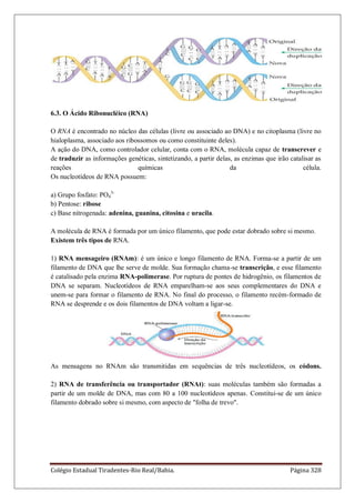 Colégio Estadual Tiradentes-Rio Real/Bahia. Página 328
6.3. O Ácido Ribonucléico (RNA)
O RNA é encontrado no núcleo das células (livre ou associado ao DNA) e no citoplasma (livre no
hialoplasma, associado aos ribossomos ou como constituinte deles).
A ação do DNA, como controlador celular, conta com o RNA, molécula capaz de transcrever e
de traduzir as informações genéticas, sintetizando, a partir delas, as enzimas que irão catalisar as
reações químicas da célula.
Os nucleotídeos de RNA possuem:
a) Grupo fosfato: PO4
3-
b) Pentose: ribose
c) Base nitrogenada: adenina, guanina, citosina e uracila.
A molécula de RNA é formada por um único filamento, que pode estar dobrado sobre si mesmo.
Existem três tipos de RNA.
1) RNA mensageiro (RNAm): é um único e longo filamento de RNA. Forma-se a partir de um
filamento de DNA que lhe serve de molde. Sua formação chama-se transcrição, e esse filamento
é catalisado pela enzima RNA-polimerase. Por ruptura de pontes de hidrogênio, os filamentos de
DNA se separam. Nucleotídeos de RNA emparelham-se aos seus complementares do DNA e
unem-se para formar o filamento de RNA. No final do processo, o filamento recém-formado de
RNA se desprende e os dois filamentos de DNA voltam a ligar-se.
As mensagens no RNAm são transmitidas em sequências de três nucleotídeos, os códons.
2) RNA de transferência ou transportador (RNAt): suas moléculas também são formadas a
partir de um molde de DNA, mas com 80 a 100 nucleotídeos apenas. Constitui-se de um único
filamento dobrado sobre si mesmo, com aspecto de folha de trevo.
 