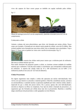 Colégio Estadual Tiradentes-Rio Real/Bahia. Página 333
vivos são capazes de fazer ocorre graças ao trabalho em equipe realizado pelas células.
fig 1.1
filhote de tartaruga (cerca de 6 cm de comprimento). plantinha crescendo (cerca de 4 cm de
comprimento).
Conhecendo a célula
Animais e plantas são seres pluricelulares, quer dizer, são formados por muitas células. Nosso
corpo, por exemplo, é formado por um número muito grande de células: cerca de 65 trilhões. Mas
existem também seres formados por uma única célula: são os chamados seres unicelulares. Veja a
figura 1.2. Esses seres só podem ser vistos com o auxílio do microscópio. Fig.1.2
A maioria das células mede pouco menos que a milésima parte do milímetro.
São raras as células maiores que isso.
Para medir elementos tão pequenos quanto a célula, os cientistas criaram unidades de medidas
menores que o milímetro. Uma das mais usadas é o micrômetro, que corresponde à milésima parte
do milímetro. A maioria das células mede de 10 a 100 micrômetros (ou de 0,001 a 0,1
milímetros).ameba (Com cerca de 0,25 mm de diâmetro).
Células Procariontes
Em alguns organismos mais simples a célula não apresenta um núcleo individualizado, bem
visível, em cujo interior se concentra o material genético. Falta-lhe a membrana nuclear, carioteca
ou cariomembrana; o conteúdo nuclear se apresenta espalhado por todo o interior celular, dando a
impressão de que a célula não possui núcleo. Ela o possui, apenas não está individualizado;
encontra-se disperso ou difuso no citoplasma. Esse tipo de célula é chamado de procariota e, os
organismos que são formados por células desse tipo são os procariontes. Bactérias e cianófitas
(algas cianofíceas) são procariontes e estão agrupadas no reino Monera.
 