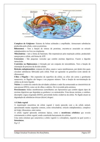 Colégio Estadual Tiradentes-Rio Real/Bahia. Página 337
Complexo de Golgiense- Sistema de bolsas achatadas e empilhadas. Armazenam substâncias
produzidas pela célula, como as proteínas.
Ribossomos - Tem a função de síntese de proteínas, encontra-se associado ao reticulo
endoplasmático ou livre no citoplasma.
Mitocôndrias – tem a forma de bastonete. São responsáveis pela respiração celular, produzindo
energia para a célula, sob forma de ATP.
Lisossomos - São pequenas vesículas que contêm enzimas digestivas. Fazem a digestão
intracelular.
Centríolos ou Diplossomos- é formado por um conjunto de microtúbulos. Tem a função de
orientação do processo de divisão celular.
Retículo endoplasmático: conjunto de tubos, canais e sacos membranosos, por dentro dos quais
circulam substâncias fabricadas pela célula. Pode ser agranular ou granuloso (com adesão de
ribossomos).
Cílios e Flagelos - São expansões da superfície da célula; os cílios são curtos e geralmente
numerosos; os flagelos são longos e em pequeno número. Tem a função de movimentação da
célula ou do meio líquido.
Núcleo: é o centro de controle das atividades celulares e onde fica armazenado as característica de
uma pessoa (DNA), como cor de olhos e cabelos. Ele é revestido pela carioteca.
Peroxíssomos: bolsas membranosas (semelhantes aos lipossomos) que contêm alguns tipos de
enzimas digestivas que degradam as gorduras e os aminoácidos. Uma dessas enzimas, a catalase,
decompõe a água oxigenada (H2O2), prevenindo lesões oxidativas da célula. No fígado atuam na
degradação de substâncias tóxicas (álcool, drogas)
A Célula vegetal
A organização eucariótica da célula vegetal é muito parecida com a da célula animal,
apresentando muitas organelas comuns, como mitocôndrias, retículo endoplasmático, complexo
de Golgi, ribossomos, entre outras.
A célula vegetal apresenta estruturas típicas, como a membrana celulósica que reveste
externamente a célula vegetal, sendo constituída basicamente de celulose.
Uma outra estrutura que caracteriza a célula vegetal é o cloroplasto, organela na qual ocorre a
fotossíntese.
Fig 1.5
 