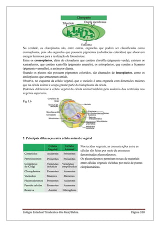 Colégio Estadual Tiradentes-Rio Real/Bahia. Página 338
Na verdade, os cloroplastos são, entre outras, organelas que podem ser classificadas como
cromoplastos, pois são organelas que possuem pigmentos (substâncias coloridas) que absorvem
energia luminosa para a realização da fotossíntese.
Entre os cromoplastos, além do cloroplasto que contém clorofila (pigmento verde), existem os
xantoplastos, que contém xantofila (pigmento amarelo), os eritroplastos, que contém a licopeno
(pigmento vermelho), e assim por diante.
Quando os plastos não possuem pigmentos coloridos, são chamados de leucoplastos, como os
amiloplastos que armazenam amido.
Observe, no esquema da célula vegetal, que o vacúolo é uma organela com dimensões maiores
que na célula animal e ocupa grande parte do hialoplasma da célula.
Podemos diferenciar a célula vegetal da célula animal também pela ausência dos centríolos nos
vegetais superiores.
Fig 1.6
2. Principais diferenças entre célula animal e vegetal
Nos tecidos vegetais, as comunicações entre as
células são feitas por meio de estruturas
denominadas plasmodesmos.
Os plasmodesmos permitem trocas de materiais
entre células vegetais vizinhas por meio de pontes
citoplasmáticas.
 