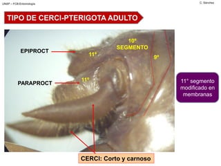Comprehensive Study of Insect Abdominal Structures and Reproductive ...