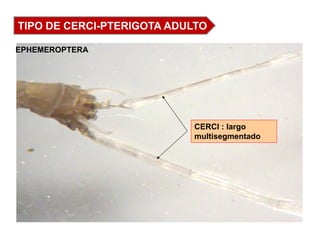 Comprehensive Study of Insect Abdominal Structures and Reproductive ...